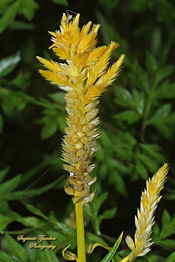 Plume Celosia flower, Celosia plumosa, family Amaranthaceae  Celosia argentea,Geotagged,Indonesia,Quail Grass,Spring