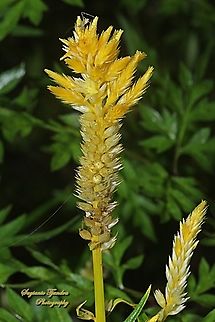 Plume Celosia flower, Celosia plumosa, family Amaranthaceae  Celosia argentea,Geotagged,Indonesia,Quail Grass,Spring