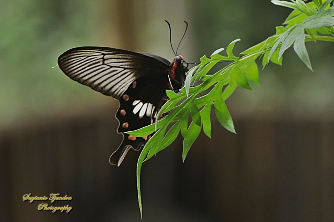 The red-bodied swallowtails butterfly, Pachliopta adamas  Geotagged,Indonesia,Pachliopta adamas,Spring