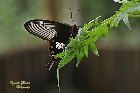 The red-bodied swallowtails butterfly, Pachliopta adamas  Geotagged,Indonesia,Pachliopta adamas,Spring
