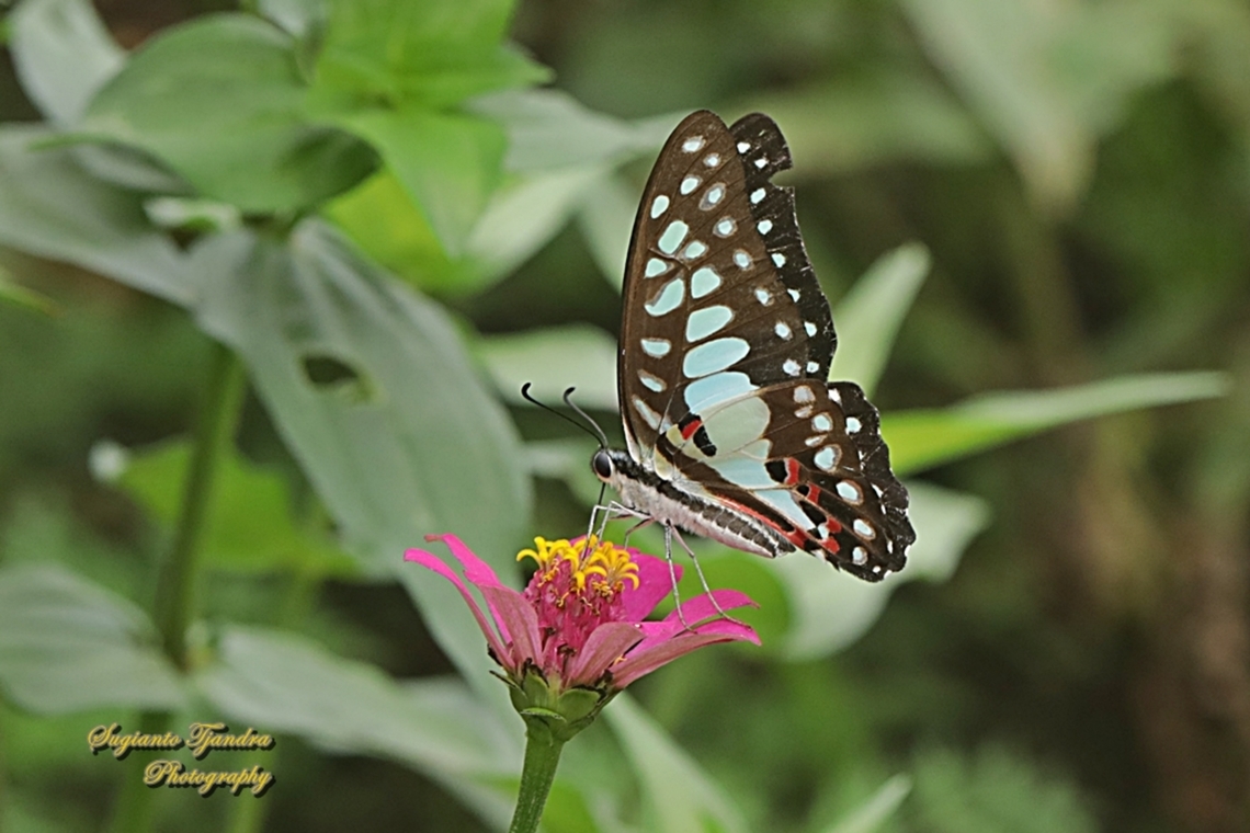 Sayap Segitiga biasa/ Common Jay, Graphium doson ssp evemonides  Common Jay,Geotagged,Graphium doson,Indonesia,Spring