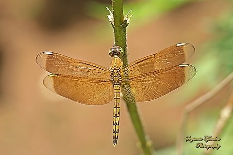 Grasshawk Dragonfly, Capung Jala Lurus, Neurothemis terminata-female  Geotagged,Indonesia,Indonesian Red-winged Dragonfly,Neurothemis terminata,Spring