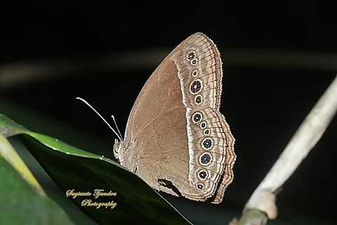 Semak Horsfieldi (Horsfield's Bushbrown, Mycalesis horsfieldi  Geotagged,Horsfield's Bushbrown,Indonesia,Mycalesis horsfieldi,Spring