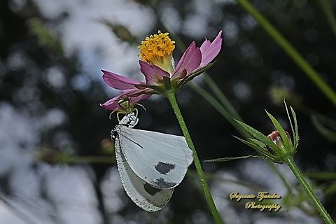 Seekor Laba2 kepiting (Crab spider), Henriksenia Sp memangsa seekor kupu2 Leptosia nina chlorographa  Geotagged,Indonesia,Leptosia nina,Psyche,Spring