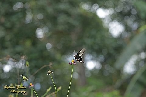 Kupu2 Mawar Sunda kecil (The red-bodied swallowtails), Pachliopta adamas  Geotagged,Indonesia,Pachliopta adamas,Spring
