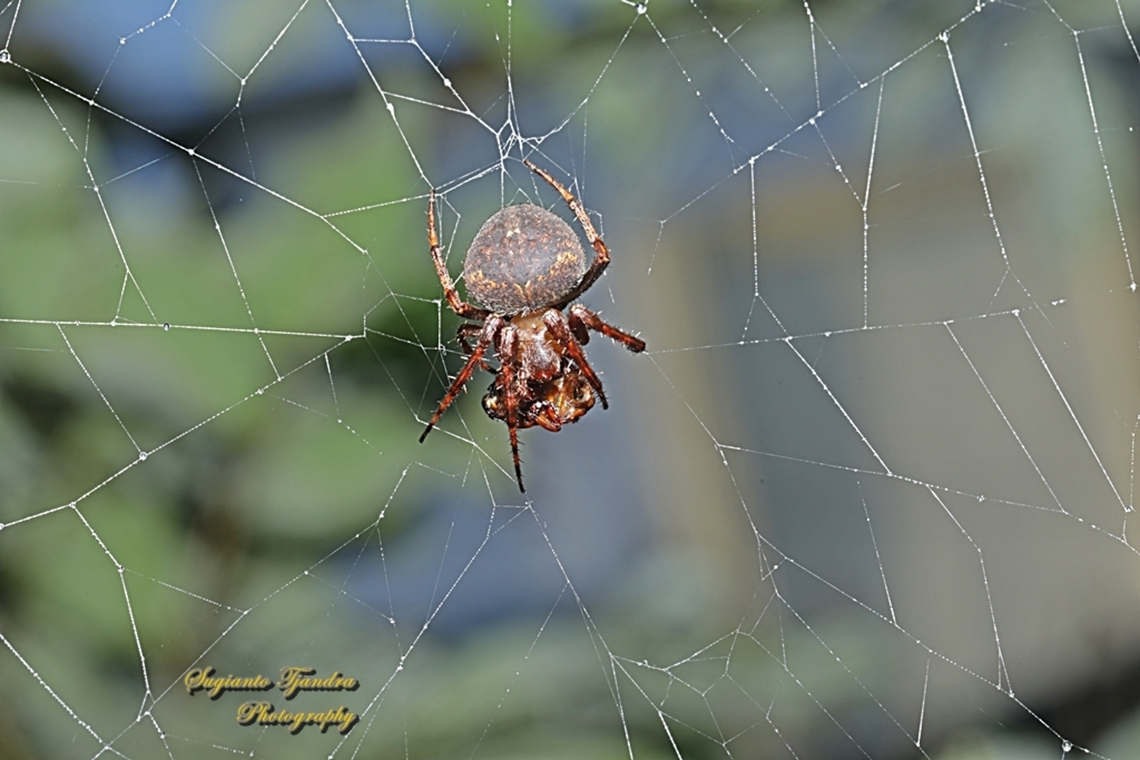 Spotted Orb-weaver, Neoscona Sp, family Araneidae w/ prey  Geotagged,Indonesia,Spring