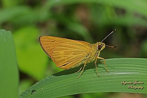 Skipper Butterfly, Tul Kuning polos/ The Plain Yellow Lancer, Xanthoneura corissa ssp patmapana  Geotagged,Indonesia,Plain Yellow Lancer,Spring,Xanthoneura corissa