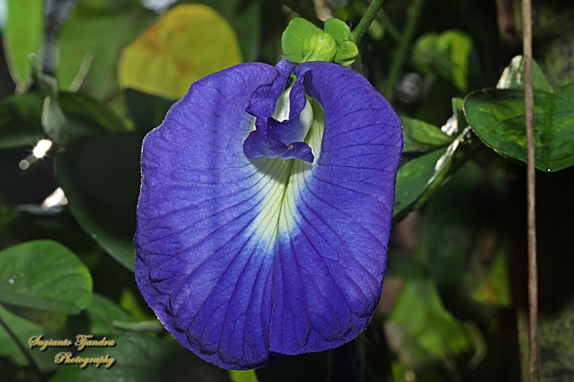 Kembang Telang, Blue Pea flower, Clitoria ternatea  Butterfly-pea,Clitoria ternatea,Geotagged,Indonesia,Spring