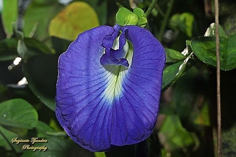 Kembang Telang, Blue Pea flower, Clitoria ternatea  Butterfly-pea,Clitoria ternatea,Geotagged,Indonesia,Spring