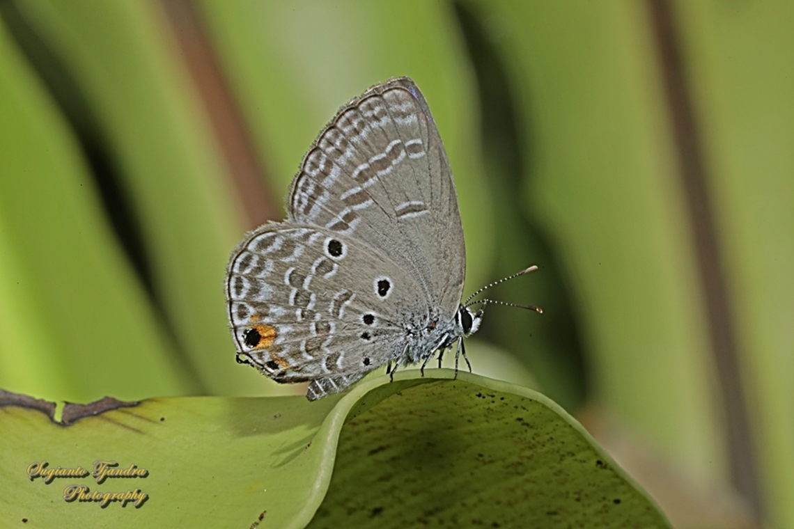 Cycad Blue Butterfly (Cupid Polos), Luthrodes (formerly Chilades) pandava ssp pandava  Geotagged,Indonesia,Luthrodes pandava,Plains Cupid,Spring