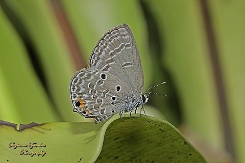 Cycad Blue Butterfly (Cupid Polos), Luthrodes (formerly Chilades) pandava ssp pandava  Geotagged,Indonesia,Luthrodes pandava,Plains Cupid,Spring