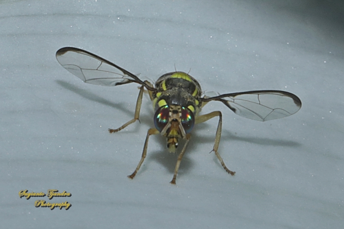 Oriental fruit fly, Bactrocera Dorsalis  Bactrocera dorsalis,Geotagged,Indonesia,Oriental Fruit Fly,Spring