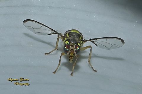 Oriental fruit fly, Bactrocera Dorsalis  Bactrocera dorsalis,Geotagged,Indonesia,Oriental Fruit Fly,Spring