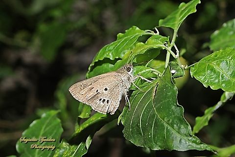 Skipper Butterfly, Palm Bob (Hirab Palem), Suastus gremius gremius  Geotagged,Indonesia,Palm Bob,Spring,Suastus gremius