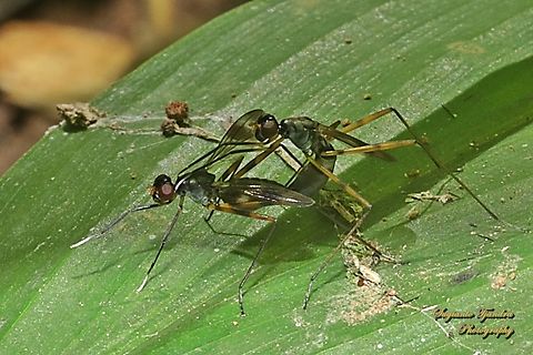Stilt-Legged Fly (Taeniaptera trivittata), Family Micropezidae  Geotagged,Indonesia,Spring
