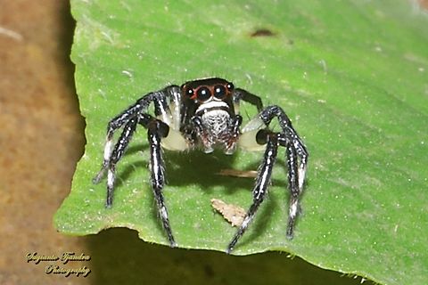 Jumping Spider, Emathis sp., family Salticidae  Geotagged,Indonesia,Spring