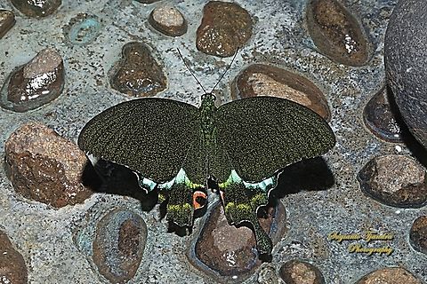 Kupu-kupu Ekor Walet Giok Hutan/The Jungle Jade, Papilio karna ssp karna "drinking water/mineral on the waterways"  Geotagged,Indonesia,Jungle Jade Swallowtail,Papilio karna,Spring