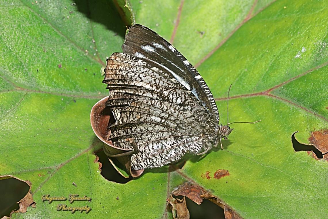 Palem Hariamau (Tiger palmfly), Elymnias nesaea ssp nesaea  Elymnias nesaea,Geotagged,Indonesia,Spring,Tiger palmfly