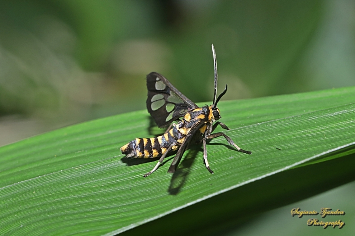 Orange spotted Tiger Moth - Amata huebneri (Huebner's Wasp Moth)  Amata huebneri,Geotagged,Hübner's Wasp Moth,Indonesia,Spring