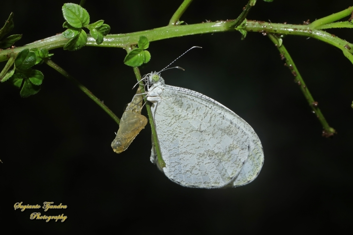 The psyche butterfly, Leptosia nina chlorographa, family Lepidoptera "newly born"  Geotagged,Indonesia,Leptosia nina,Psyche,Spring