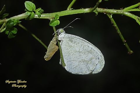 The psyche butterfly, Leptosia nina chlorographa, family Lepidoptera "newly born"  Geotagged,Indonesia,Leptosia nina,Psyche,Spring