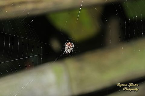 Orb-weaver Spider, Eriovixia laglaizei w/prey  Eriovixia laglaizei,Geotagged,Indonesia,Spring