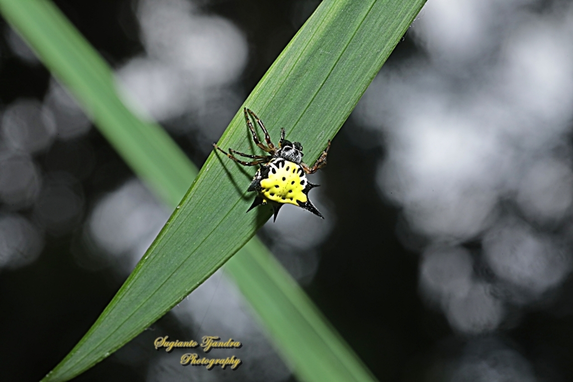 Hasselt's spiny spider, Macracantha haselti, formerly Gasteracantha hasselti, family Araneidae  Geotagged,Hasselt's Spiny Spider,Indonesia,Macracantha hasselti,Spring
