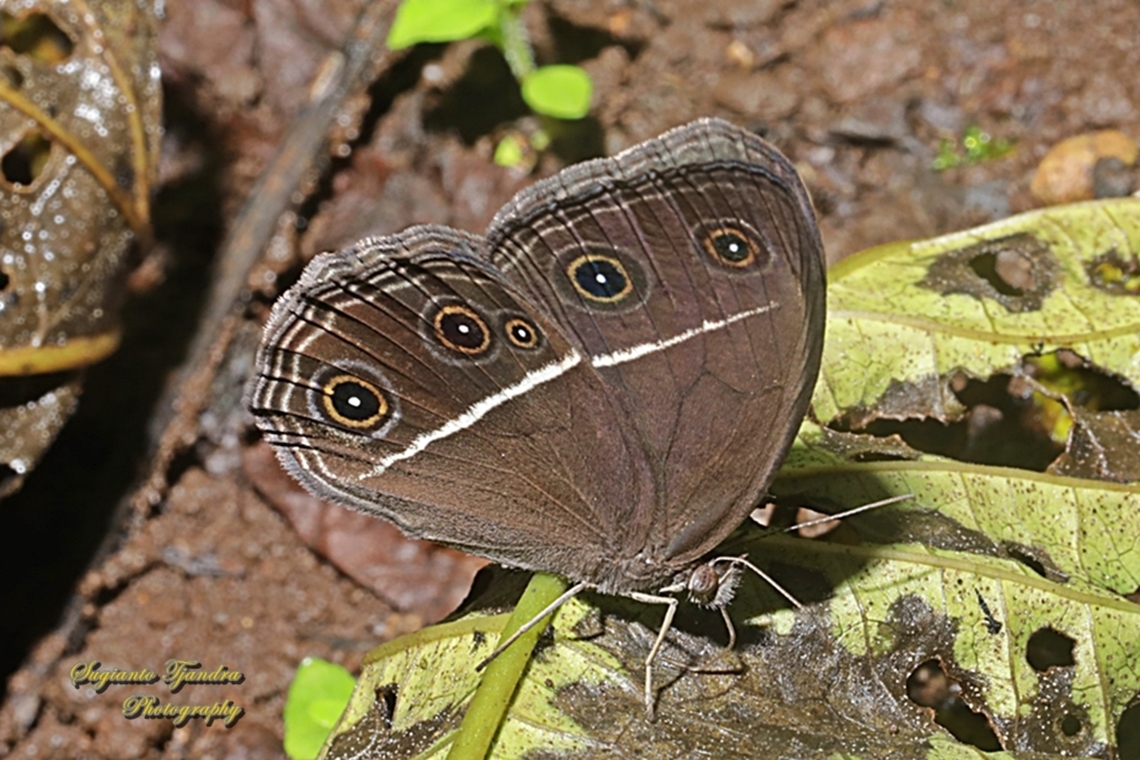 Dark Grass-brown (Semak Mata Polos), Orsotriaena medus cinerea  Dark grass-brown,Geotagged,Indonesia,Orsotriaena medus,Spring