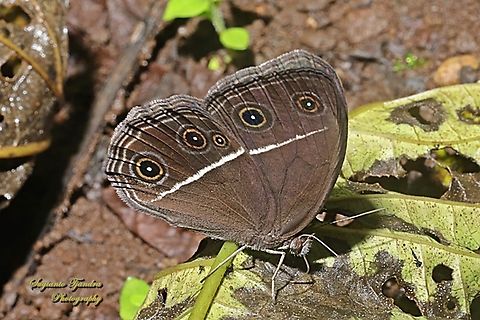 Dark Grass-brown (Semak Mata Polos), Orsotriaena medus cinerea  Dark grass-brown,Geotagged,Indonesia,Orsotriaena medus,Spring