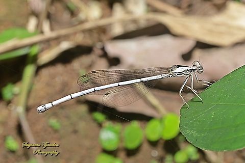 Yellow Bush Dart, Copera marginipes, family Platycnemididae - Female  Copera marginipes,Geotagged,Indonesia,Spring,Yellow bush dart