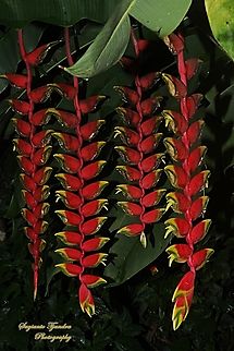 Bunga Heliconia rostrata  Geotagged,Heliconia rostrata,Indonesia,Lobster Claw,Spring