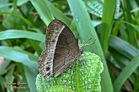 Semak Sudra (Sudra Bushbrown), Mycalesis sudra  Geotagged,Indonesia,Mycalesis sudra,Spring