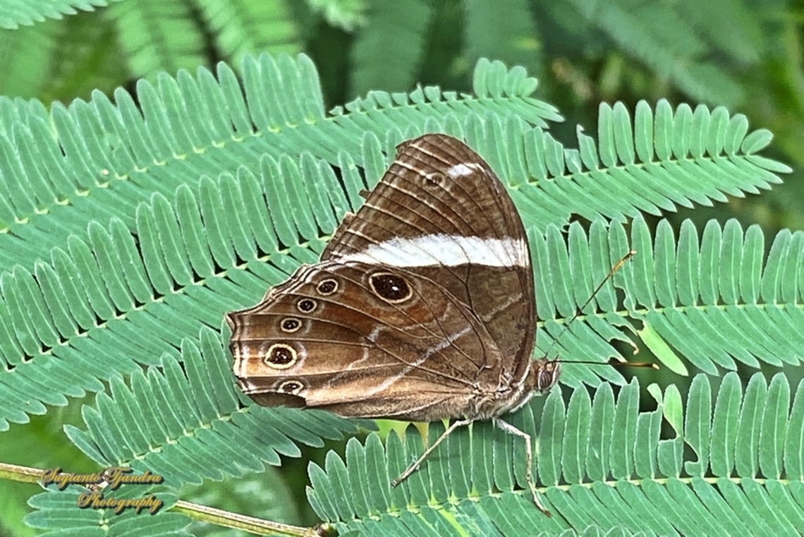 Rimbawan Berpita (Banded Tree-brown), Lethe confusa  Banded treebrown,Geotagged,Indonesia,Lethe confusa,Spring