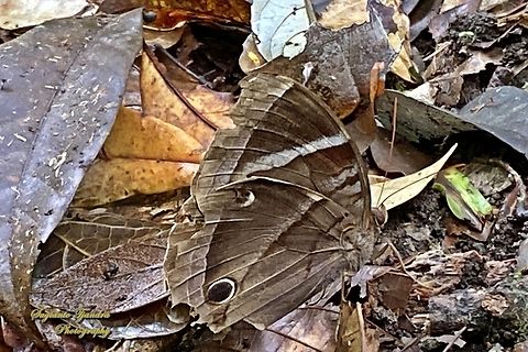 Adi-hutan Malaya (Malayan Jungle Glory), Thaumantis odana odana  Geotagged,Indonesia,Spring,Thaumantis odana