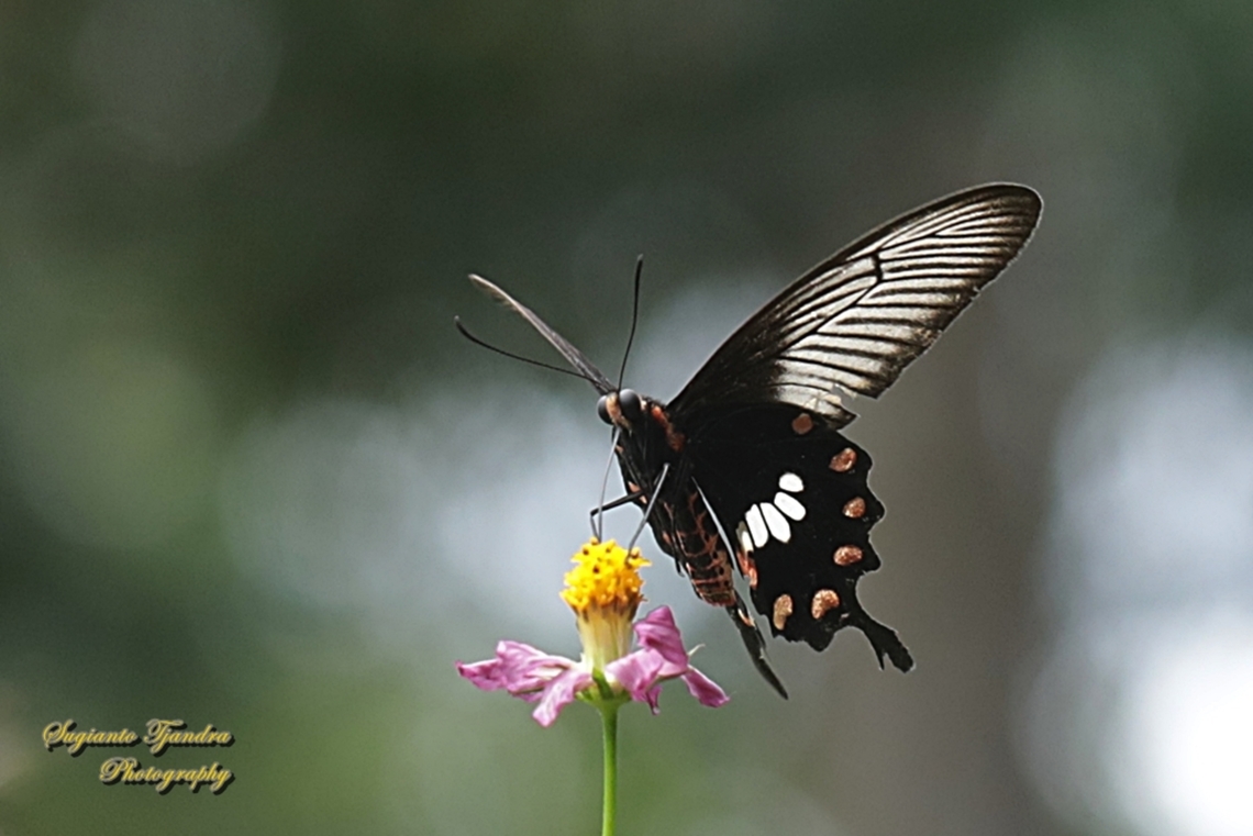 Kupu2 Mawar Sunda kecil (The red-bodied swallowtails), Pachliopta adamas  Geotagged,Indonesia,Pachliopta adamas,Spring