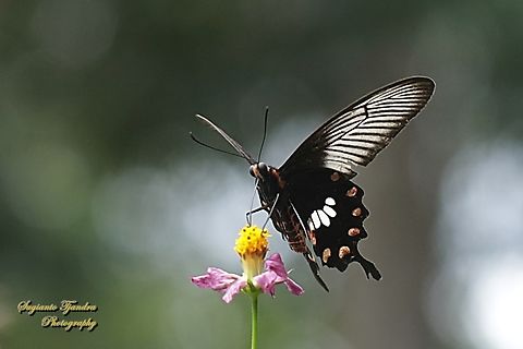 Kupu2 Mawar Sunda kecil (The red-bodied swallowtails), Pachliopta adamas  Geotagged,Indonesia,Pachliopta adamas,Spring