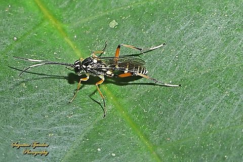 Black banded Ichneumon Wasp, Lissonota sp., family Ichneumonidae  Geotagged,Indonesia,Spring