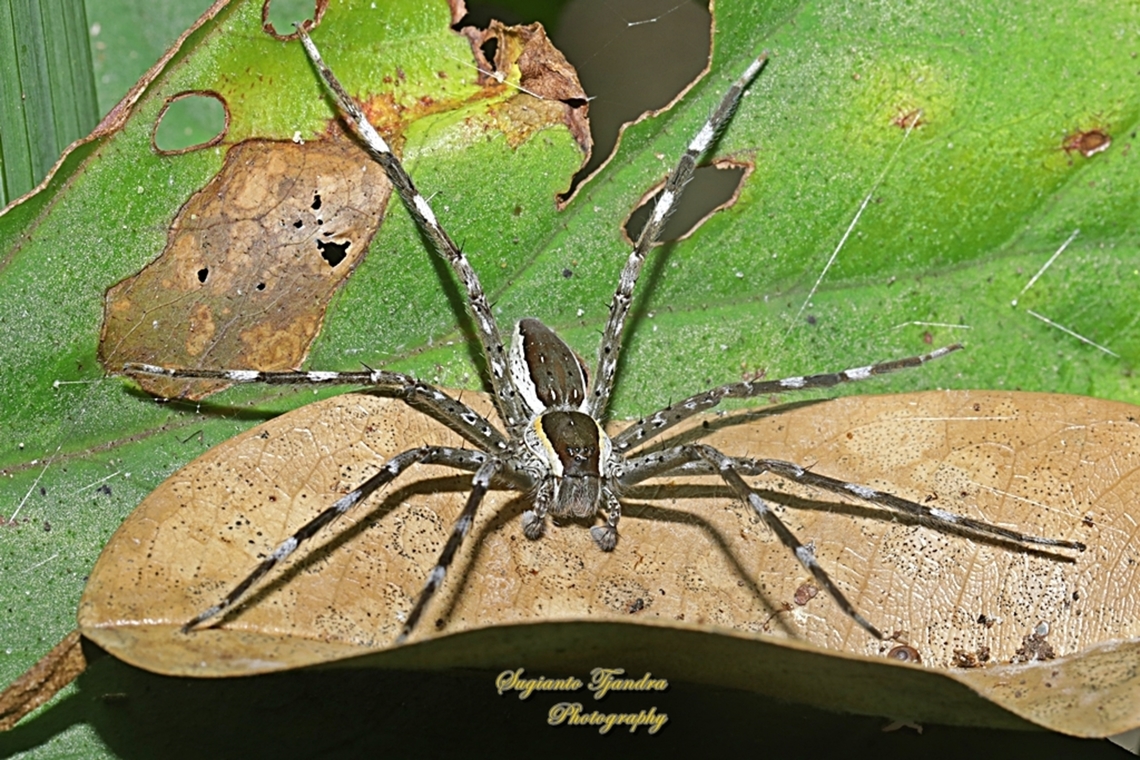 Nilus albocinctus, family Pisauridae  Common White-flanked Water Spider,Geotagged,Indonesia,Nilus albocinctus,Spring