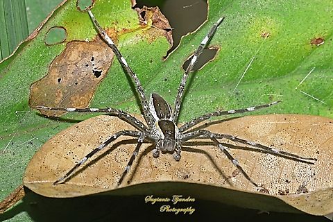 Nilus albocinctus, family Pisauridae  Common White-flanked Water Spider,Geotagged,Indonesia,Nilus albocinctus,Spring