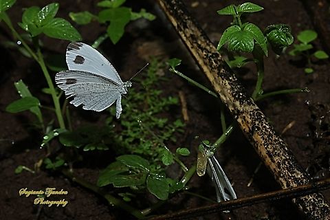 The psyche butterfly (Putih Bintik Hitam), Leptosia nina chlorographa, family Lepidoptera  Geotagged,Indonesia,Leptosia nina,Psyche,Spring