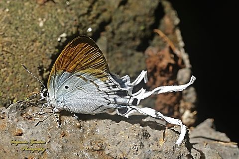 Kupu-kupu Dada Berbulu (Fluffy Tit), Zeltus amasa pompaedius  Fluffy tit,Geotagged,Indonesia,Spring,Zeltus amasa