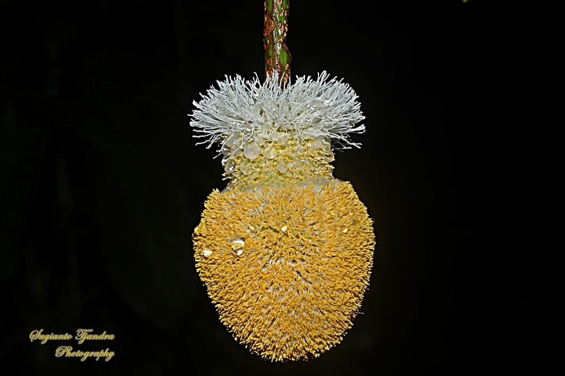 Flower of Petai (Parkia speciosa), family Fabaceae  Geotagged,Indonesia,Parkia speciosa,Spring
