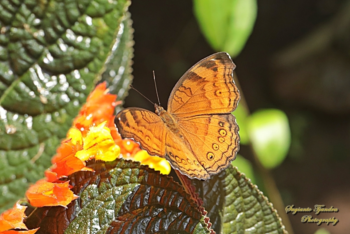 Solek Coklat (Brown pansy), Junonia hedonia, family Nymphalidae  Brown Pansy,Geotagged,Indonesia,Junonia hedonia,Spring