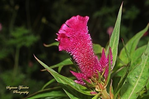 Quail Grass, Celosia argentea  Celosia argentea,Geotagged,Indonesia,Quail Grass,Spring