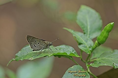Skipper Butterfly, Palm Bob (Hirab Palem), Suastus gremius gremius  Geotagged,Indonesia,Palm Bob,Spring,Suastus gremius