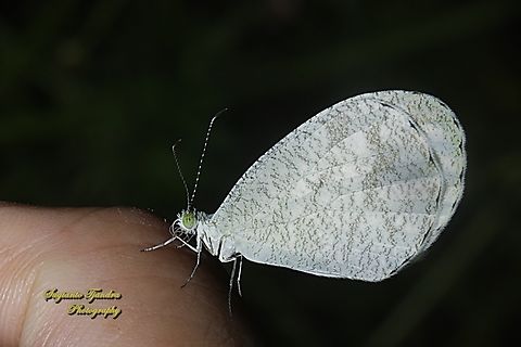 Kupu-kupu Putih Bintik Hitam (The psyche), Leptosia nina ssp chlorographa, family Lepidoptera  Geotagged,Indonesia,Leptosia nina,Psyche,Spring