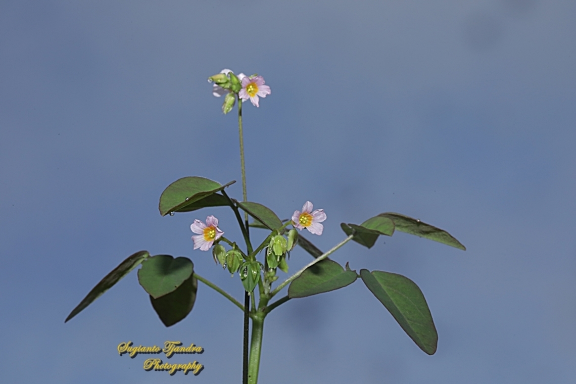 Lavender Sorrel, Oxalis barrelieri, family Oxalidaceae  Geotagged,Indonesia,Lavender Sorrel,Oxalis barrelieri,Spring