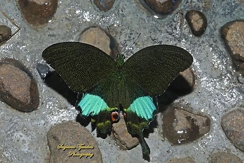 Kupu-kupu Ekor Walet Giok Hutan/The Jungle Jade, Papilio karna ssp karna  Geotagged,Indonesia,Jungle Jade Swallowtail,Papilio karna,Spring