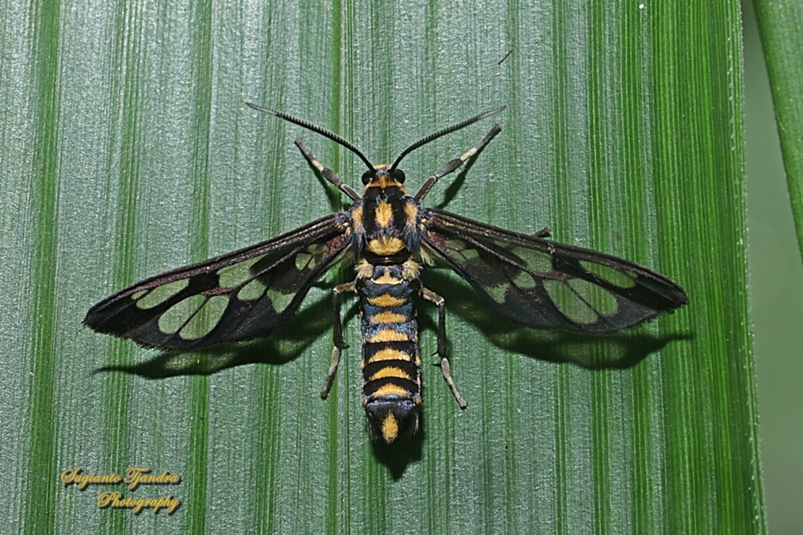 Orange spotted Tiger Moth - Amata huebneri (Huebner's Wasp Moth)  Amata huebneri,Geotagged,Hübner's Wasp Moth,Indonesia,Spring