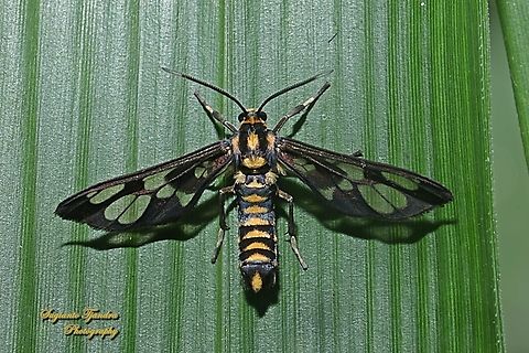 Orange spotted Tiger Moth - Amata huebneri (Huebner's Wasp Moth)  Amata huebneri,Geotagged,H&uuml;bner's Wasp Moth,Indonesia,Spring